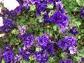 Double Wave Blue Velvet Petunia / Petunia 